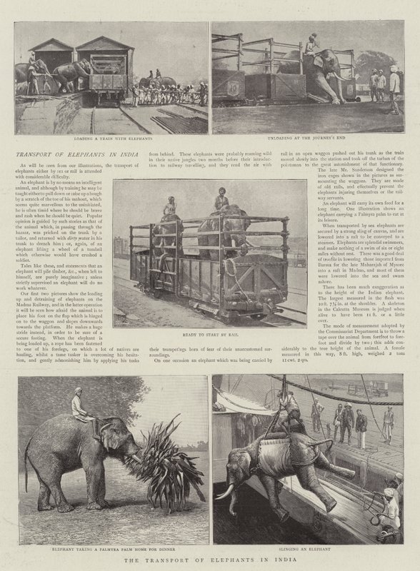 Transport af elefanter i Indien af English Photographer