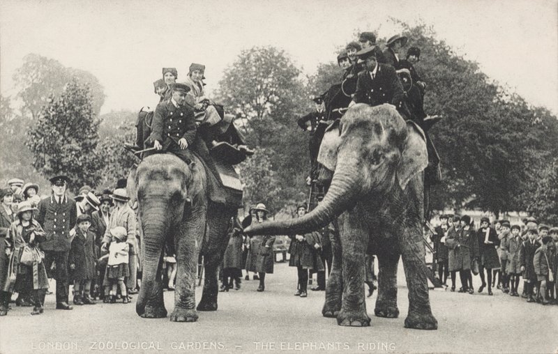 Elefanterne i London Zoo i Regent