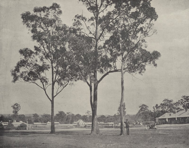 Toongabbie af English Photographer