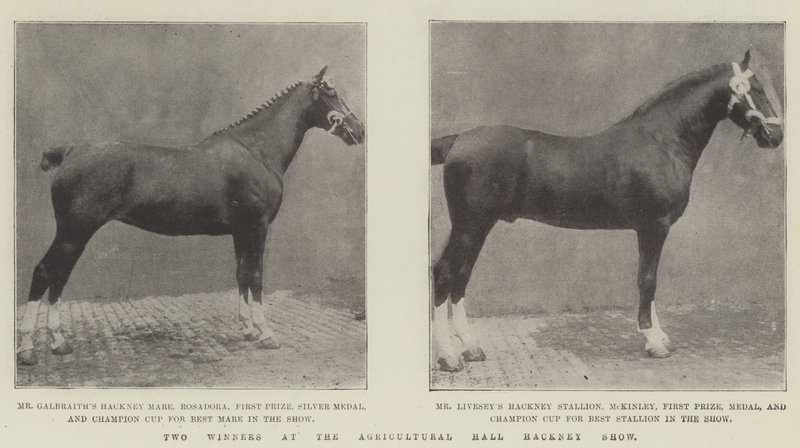 To vindere ved Agricultural Hall Hackney Show af English Photographer