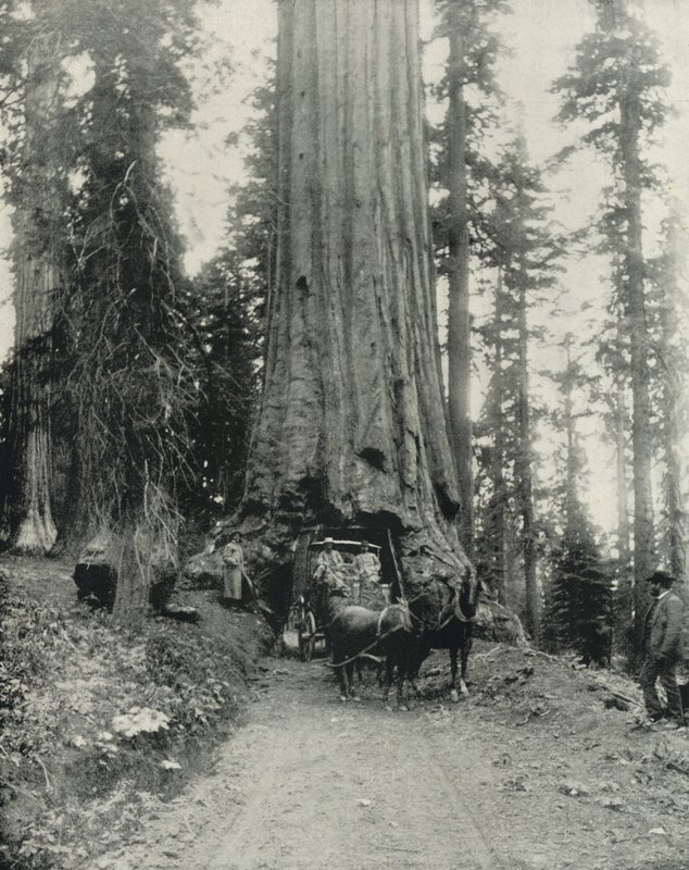 "Wawona" Big Tree, Mariposa Grove, Californien (s/h-billede) af English Photographer