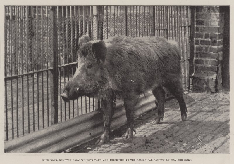 Vildsvin, fjernet fra Windsor Park og præsenteret for Zoological Society af HM Kongen af English Photographer
