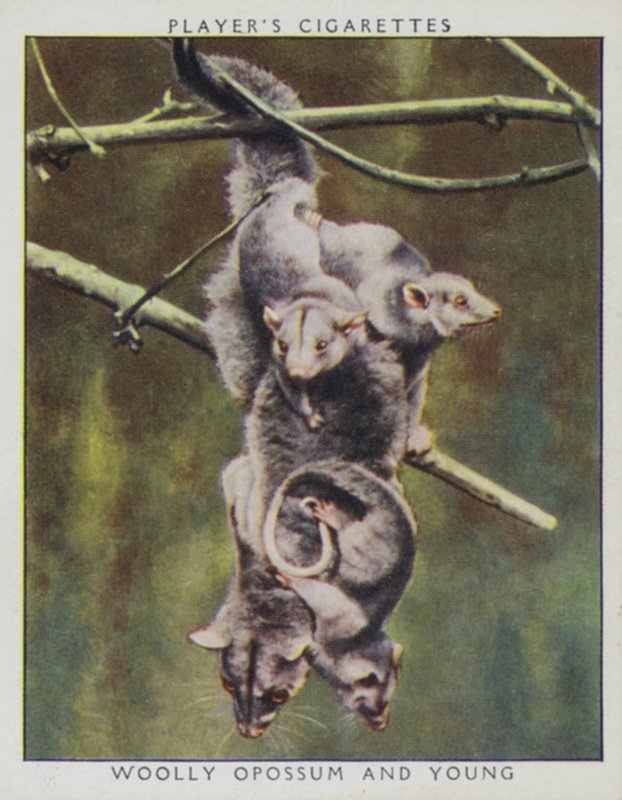 Zoo babyer: Woolly Opossum og Young (foto) af English Photographer