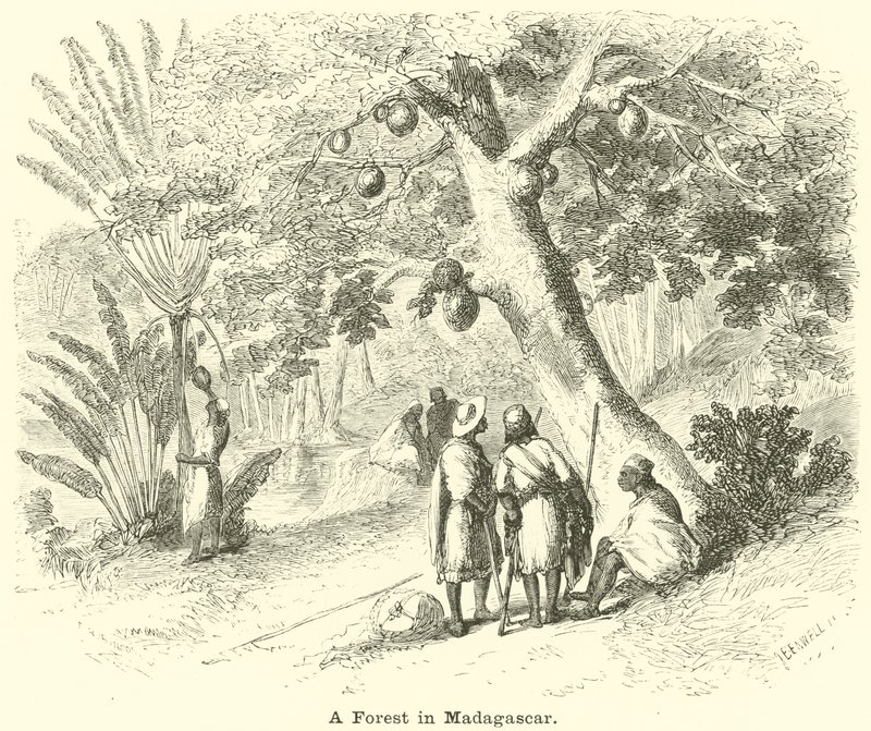 En skov på Madagaskar af English School