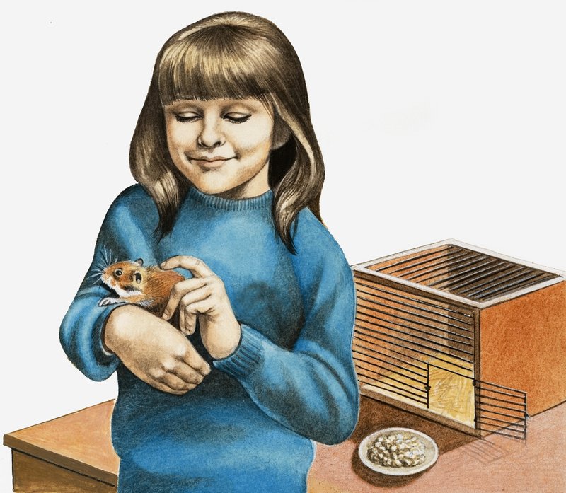 En pige og hendes hamster af English School