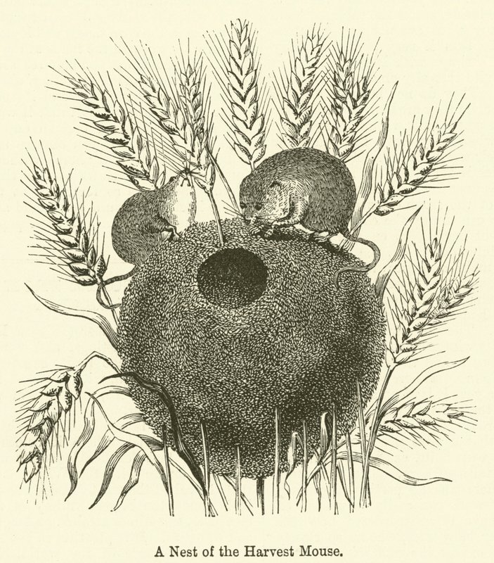 A Nest of the Harvest Mouse (gravering) af English School