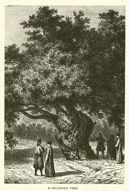 Et platantræ (gravering) af English School