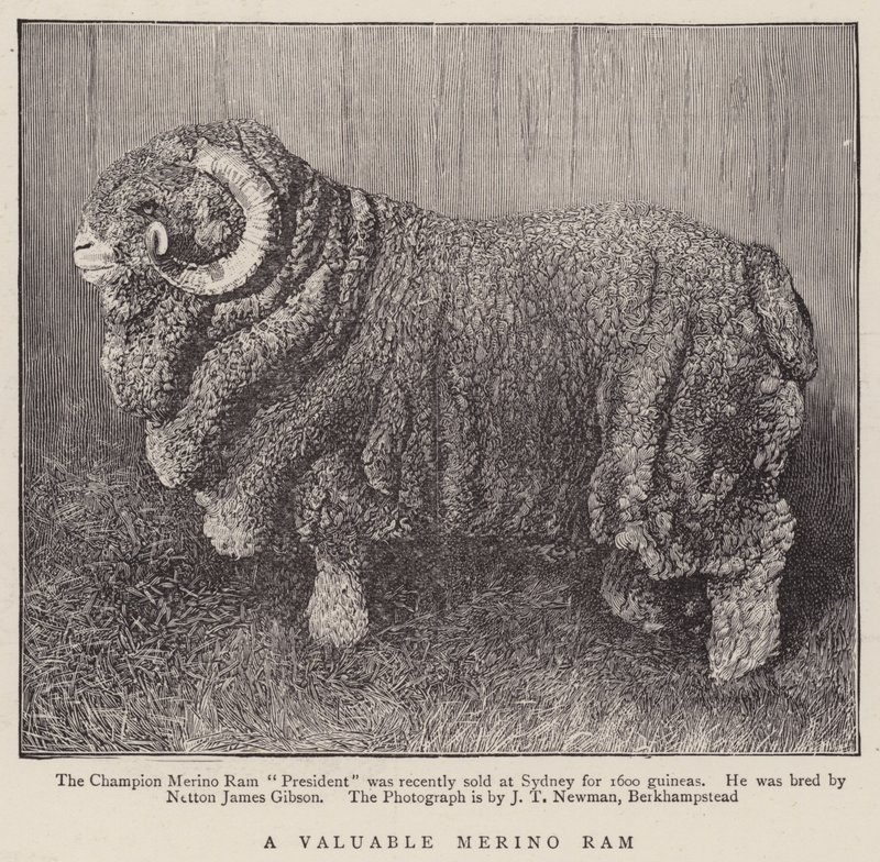 En værdifuld merino-vædder (gravering) af English School