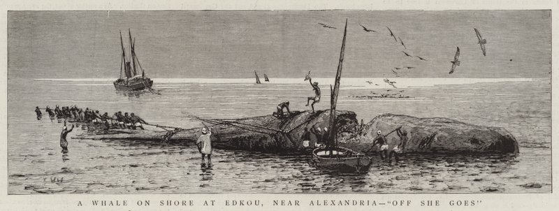 A Whale on Shore ved Edkou, nær Alexandria, "Off She goes" (gravering) af English School