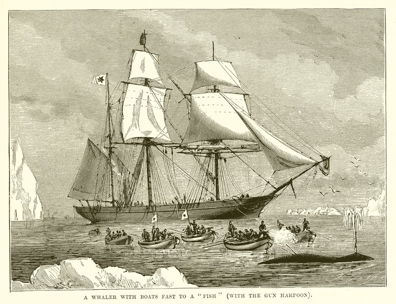 En hvalfanger med både hurtigt til en fisk (med pistolharpunen) af English School