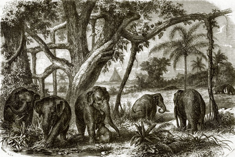 En skov i Ceylon af English School