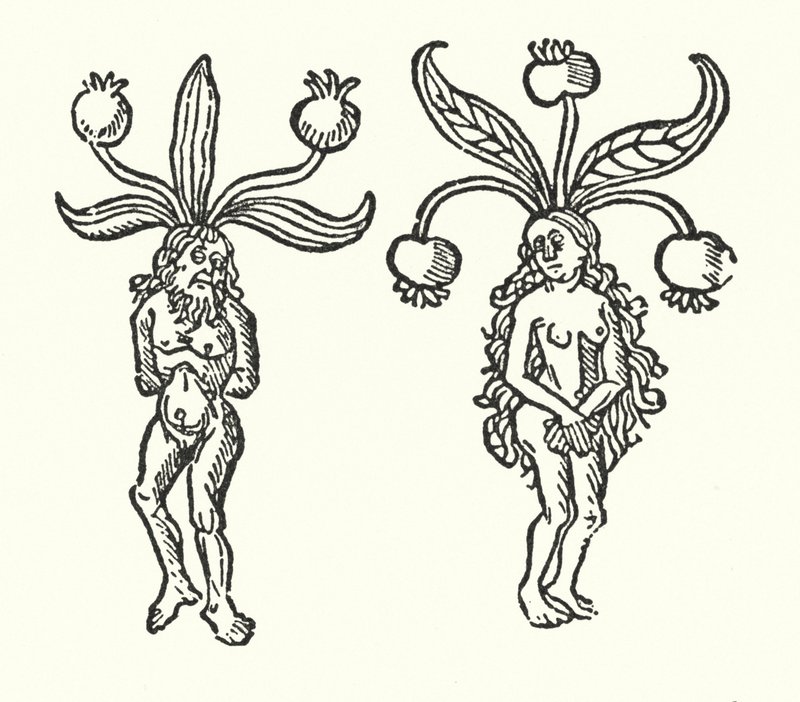 Et par mandrakes fra et gammelt træsnit (gravering) af English School