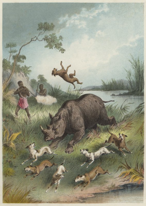 A rhinocerus hunt  af English School