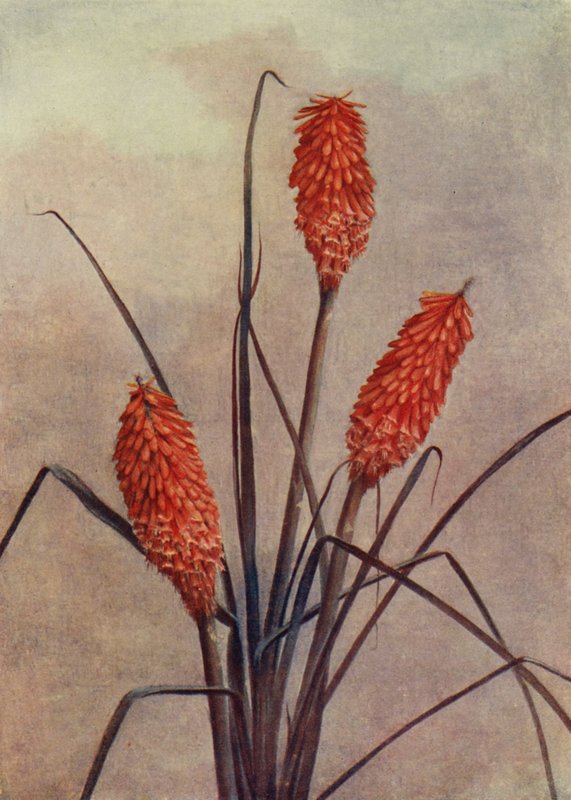 En pragtfuld fakkelblomst, Kniphofia Corallina Superba (farvelitografi) af English School