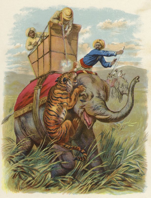 En tigerhund i Indien (chromolitho) af English School