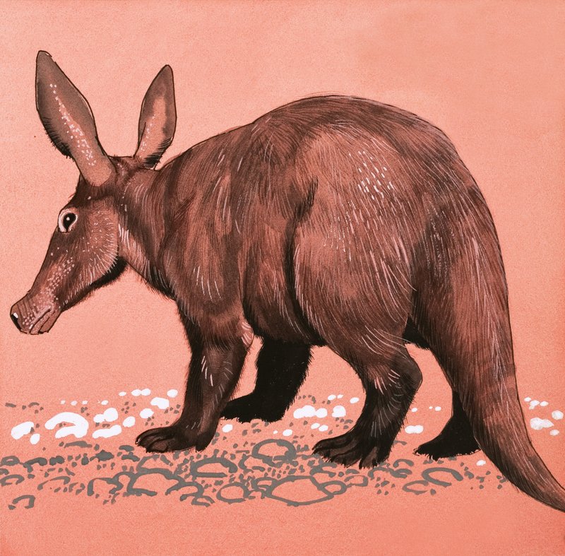 Aardvark af English School