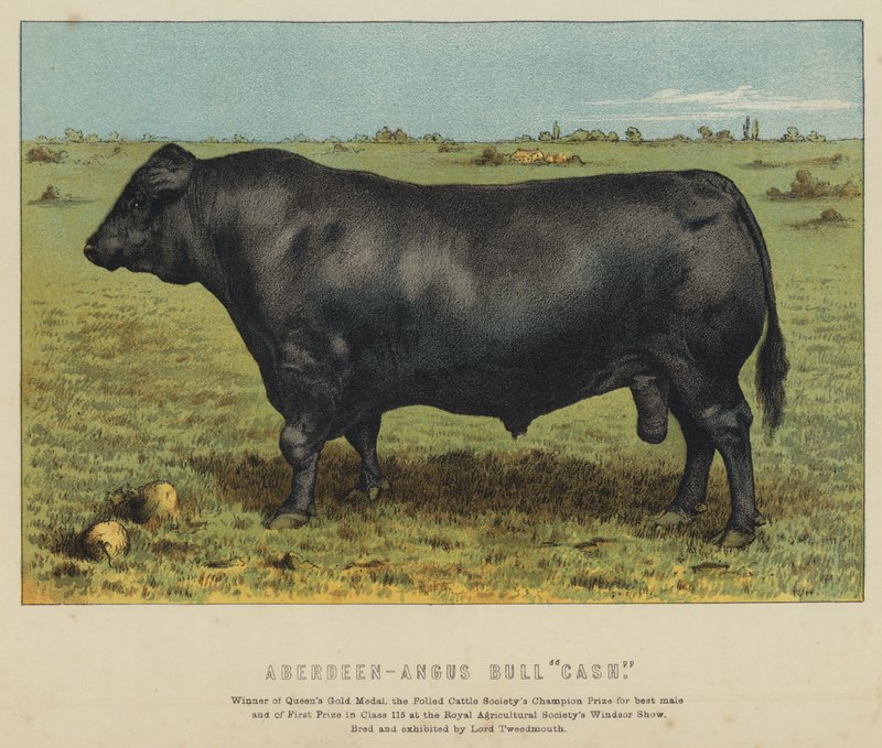 Aberdeen-Angus-tyr "Cash" (farvelitografi) af English School