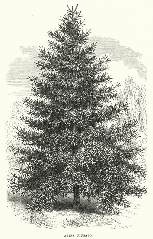 Abies Pinsapo (gravering) af English School