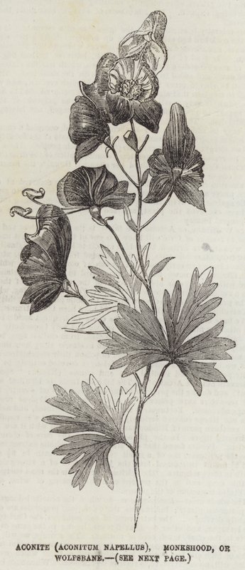 Aconite (Aconitum Napellus), Monkshood eller Wolfsbane (gravering) af English School