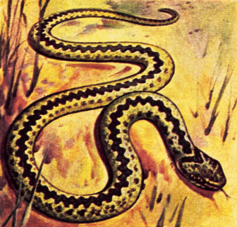 Adder af English School