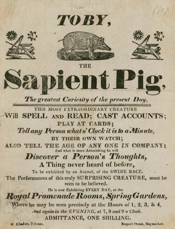 Annonce for Toby the Sapient Pig, nutidens største nysgerrighed af English School
