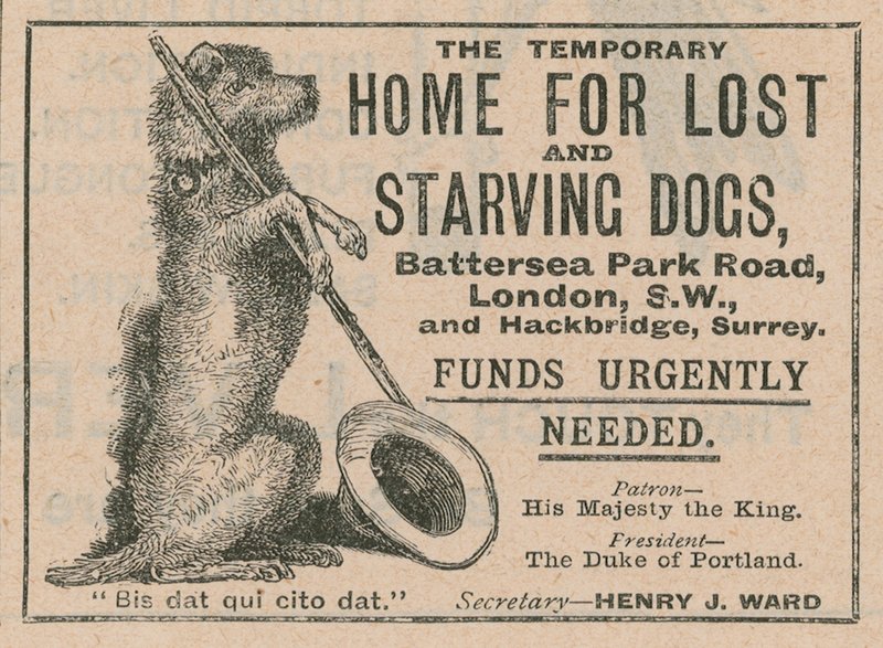 Annonce for Battersea Dogs Home af English School