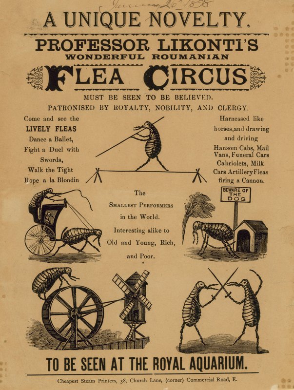 Annonce for Professor Likontis Wonderful Roumanian Flea Circus af English School