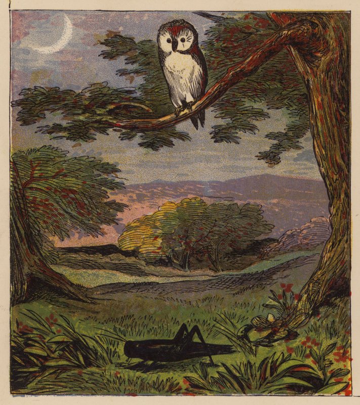 Æsops fabler: Uglen og græshoppen (farve litho) af English School