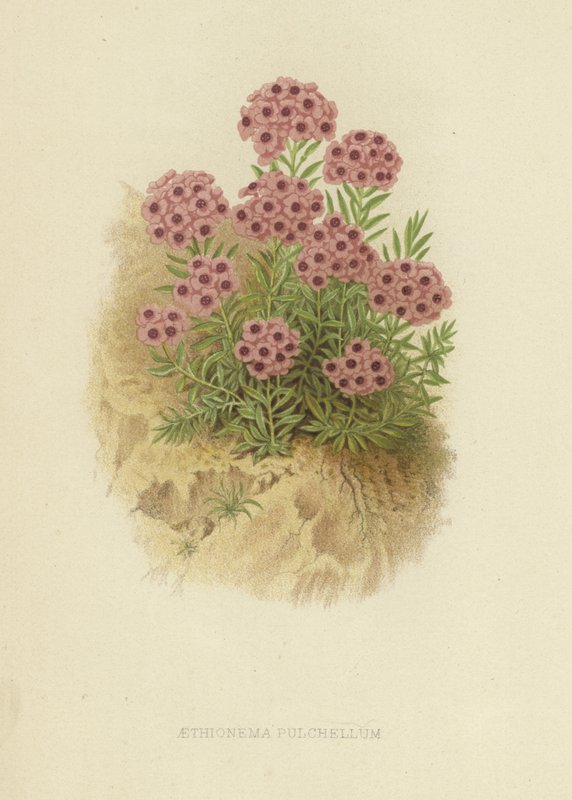 Aethiona pulchellum af English School