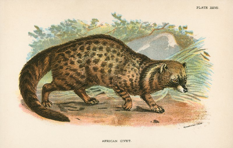 Afrikansk Civet af English School