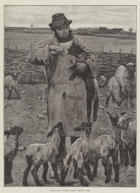 Landbrugsscener, marts, fodring af lam (gravering) af English School
