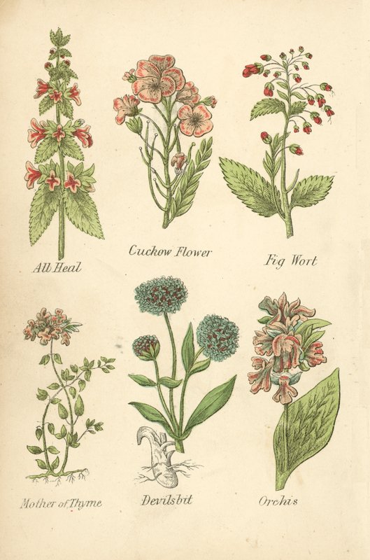 All Heal, gøgeurt, figenurt, timian, djævelsbid, orkis (farvelitografi) af English School