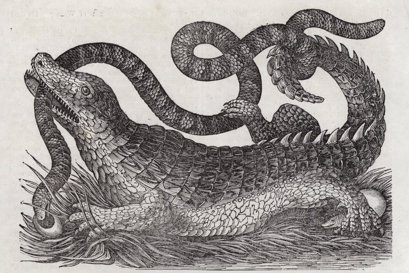 Alligator (gravering) af English School