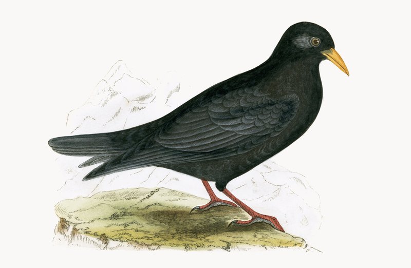 Alpine Chough, illustration fra 