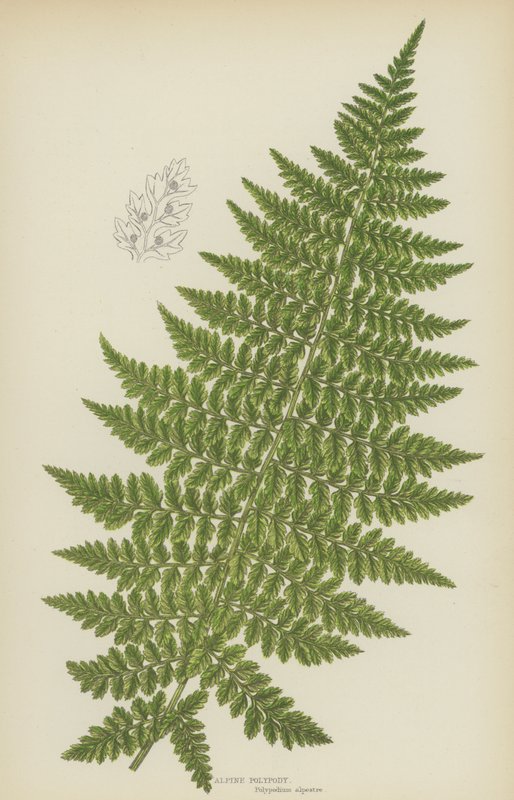 Alpine Polypody (farvelitografi) af English School
