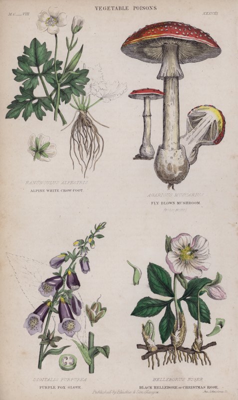Alpine hvid kragefod; Fluebrun svamp; Lilla Foxglove; Sort Hellebore eller Julerose (farvet gravering) af English School