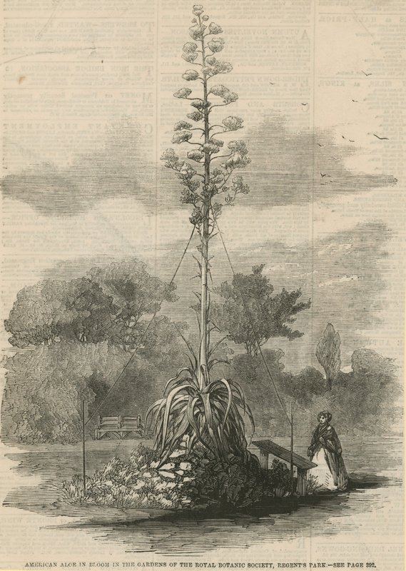 Amerikansk aloe i blomst af English School