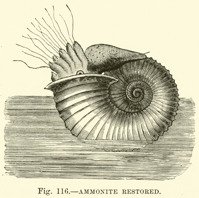 Ammonite restored  af English School