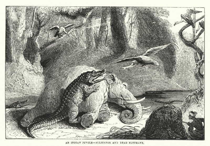 En indisk jungle, alligator og død elefant (kobberstik) af English School
