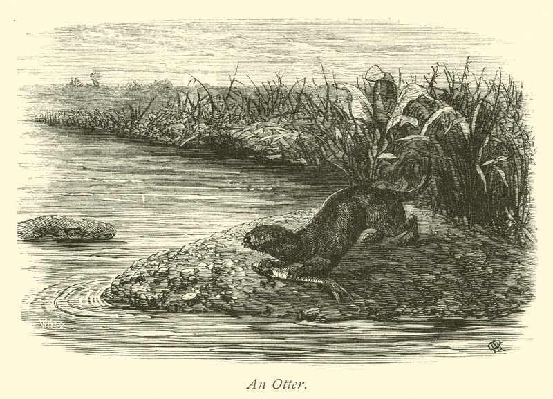 En Otter af English School