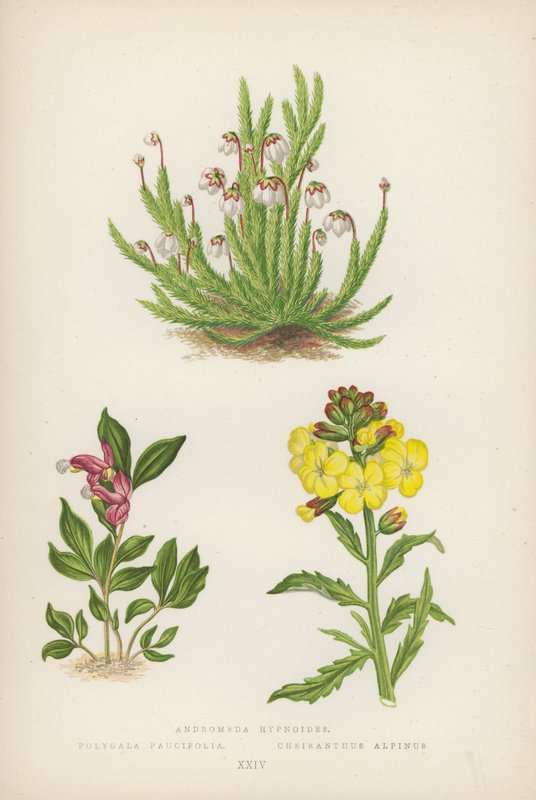 Andromeda hypnoides; Polygala Paucifolia; Cheiranthus Alpinus (farvelitografi) af English School