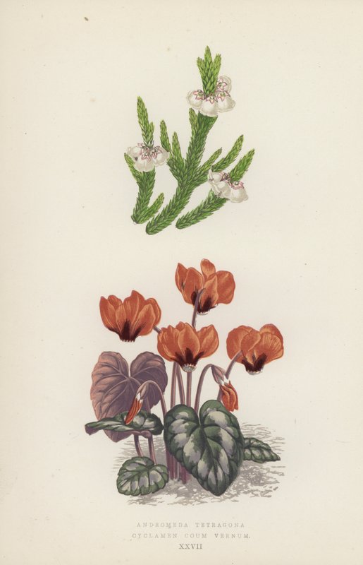 Andromeda Tetragona; Cyclamen Coum Vernum (farvelitografi) af English School