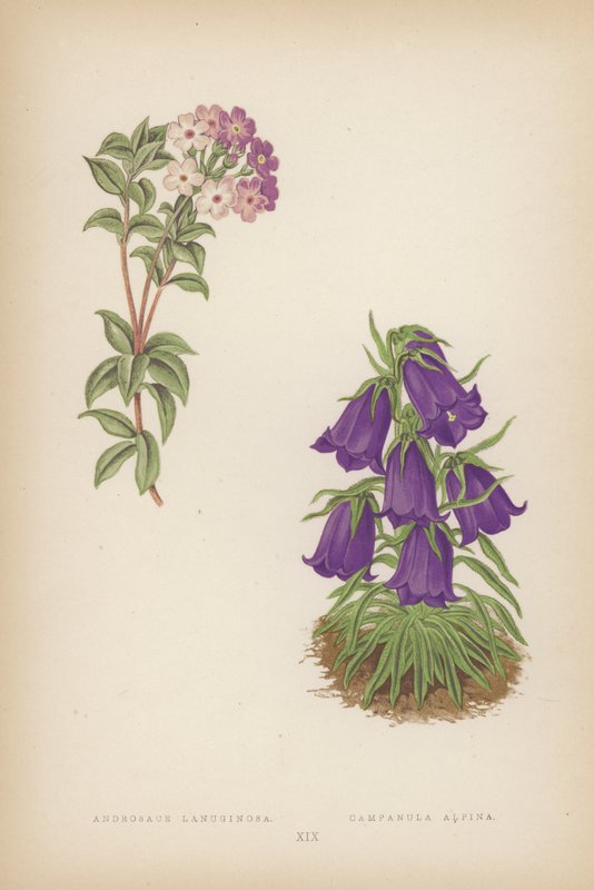 Androsace Lanuginosa; Campanula Alpina (farvelitografi) af English School