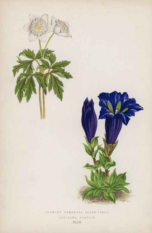 Anemone Nemorosa i fuld blomst; Gentiana Acaulis (farve litho) af English School