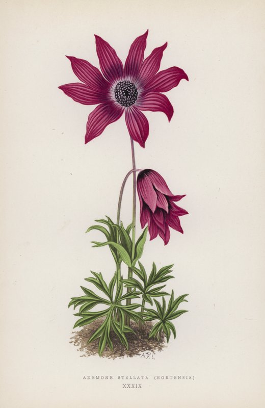 Anemone Stellata, Hortensis (farvelitografi) af English School