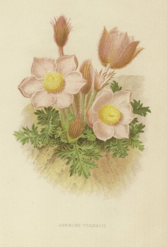 Anemone vernalis af English School
