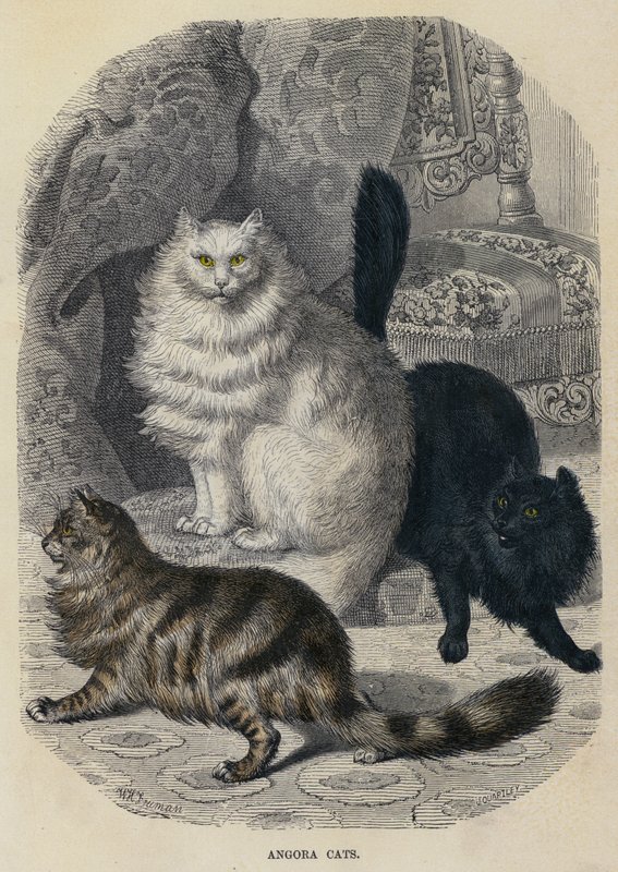 Angora Cats (farvet indgravering) af English School