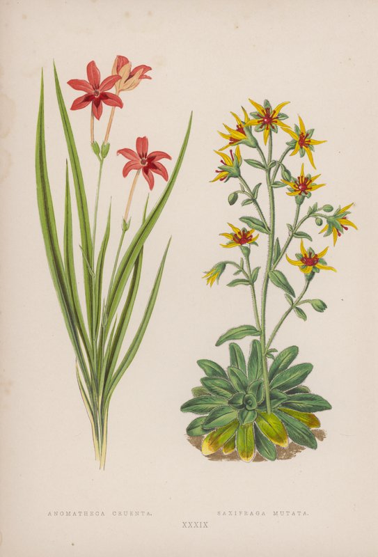Anomatheca Cruenta; Saxifraga Mutata (farvelitografi) af English School