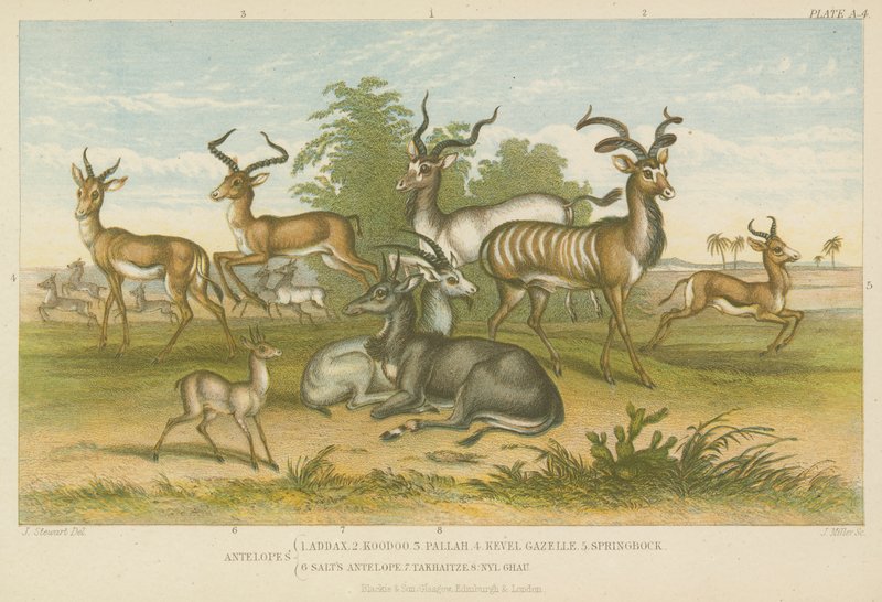 Antiloper (farvet gravering) af English School