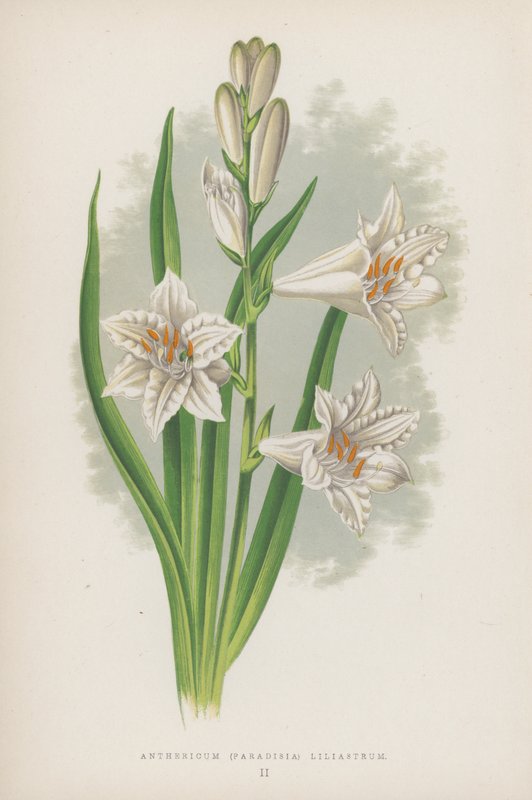 Anthericum, Paradisia Liliastrum (farvelitografi) af English School